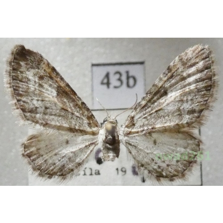 Eupithecia subumbrata (Denis & Schiffermüller, 1775) Czech43b
